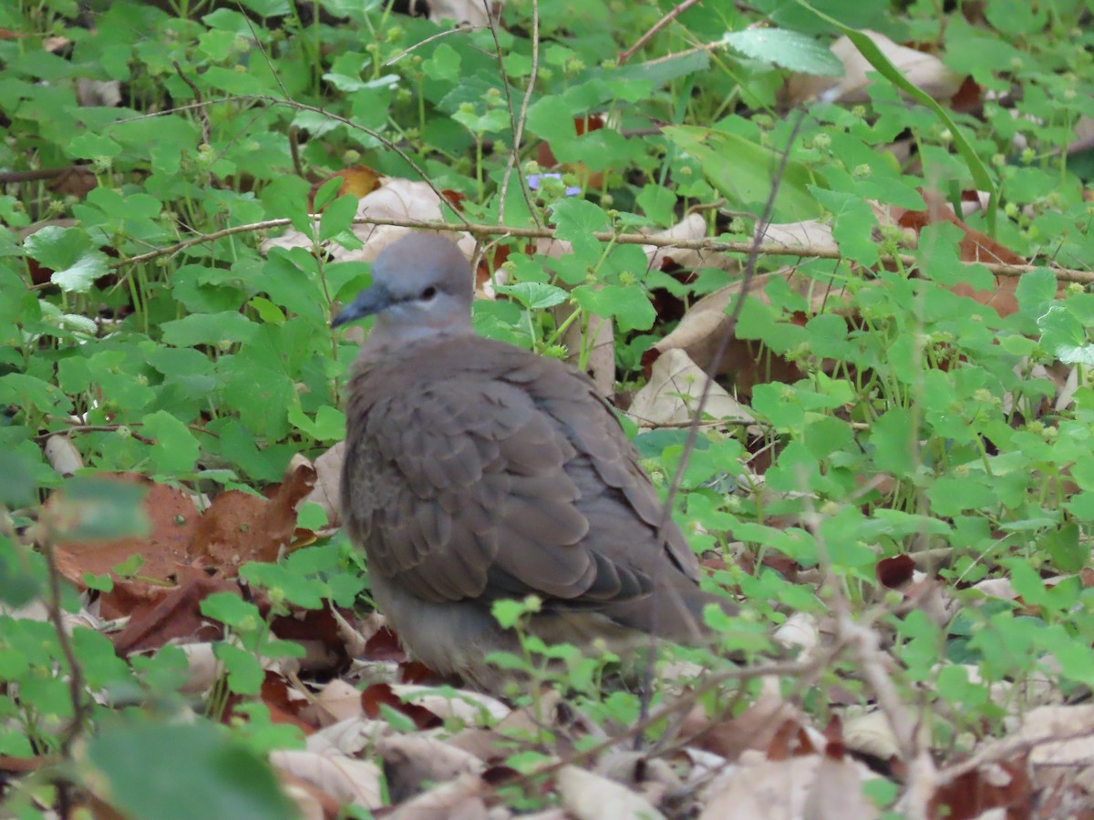 EBird Australia Checklist 12 Dec 2023 Australian National Botanic Gardens 25 Species