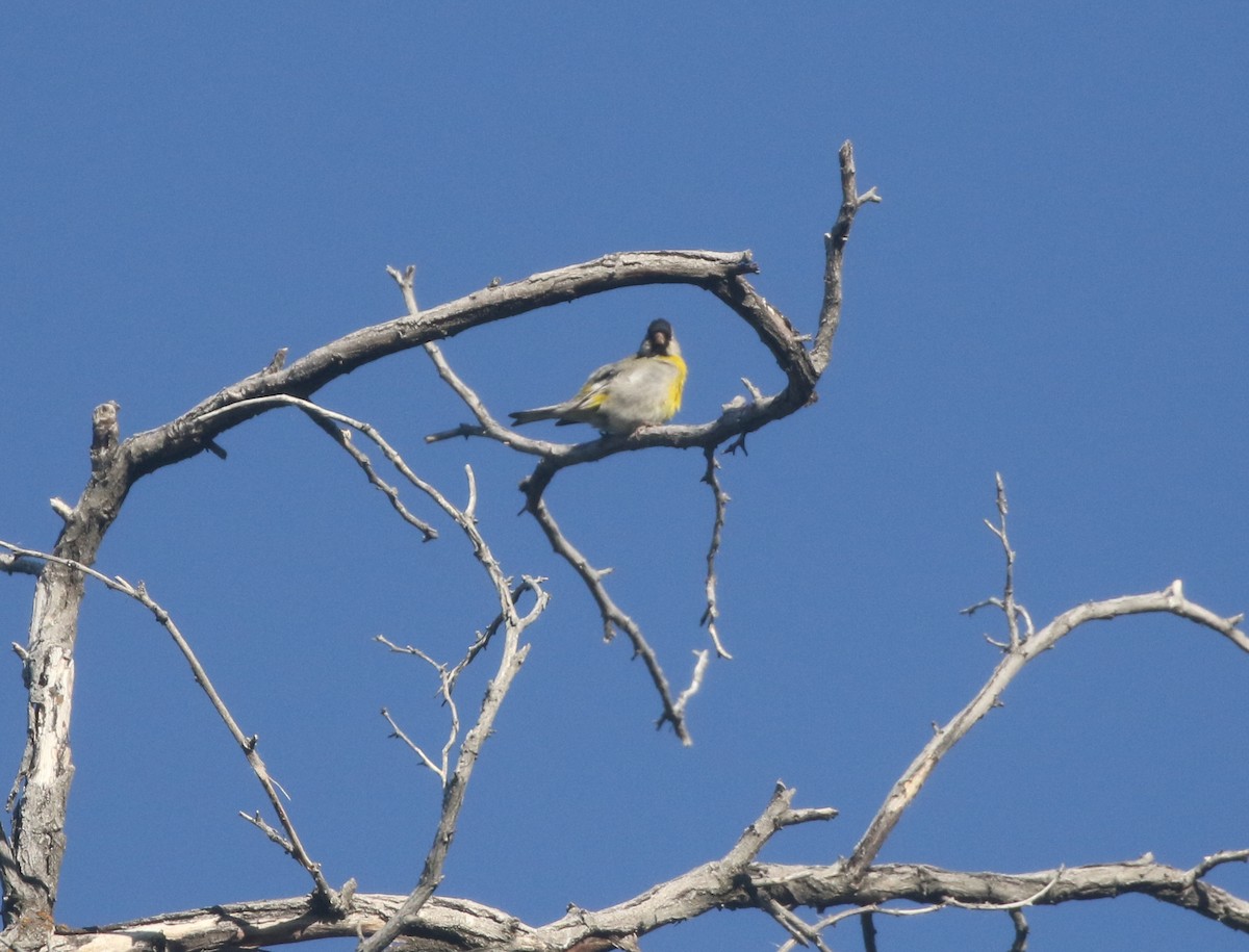 Lawrence's Goldfinch - ML612145388