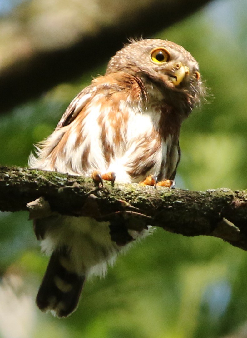 Least Pygmy-Owl - ML612145463