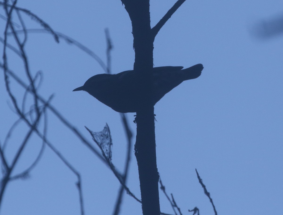 eBird Checklist - 1 Aug 2021 - Matilija Riparian and Lake - 51 species ...