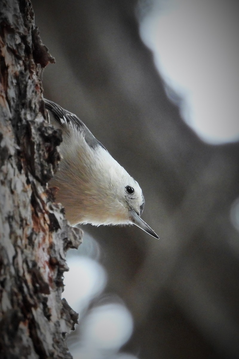 White-breasted Nuthatch (Interior West) - ML612146032