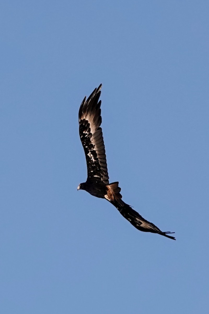 Wedge-tailed Eagle - ML612146286