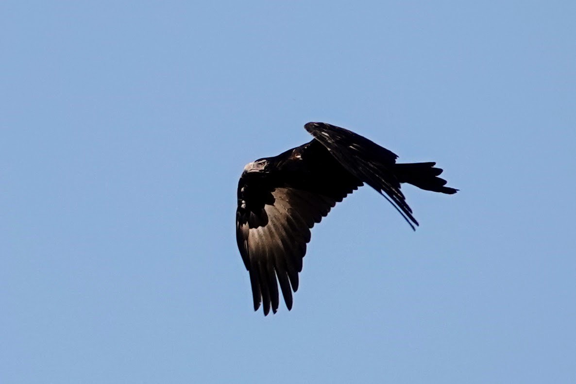 Wedge-tailed Eagle - ML612146287