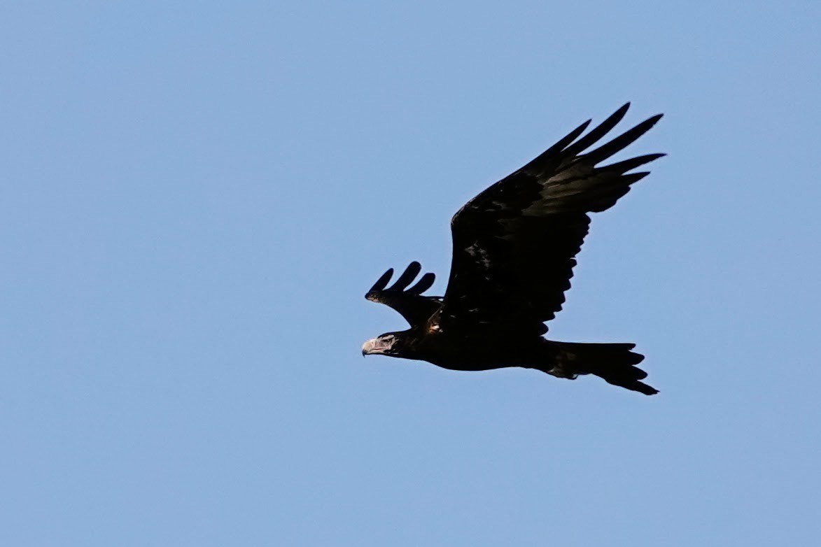 Wedge-tailed Eagle - ML612146288