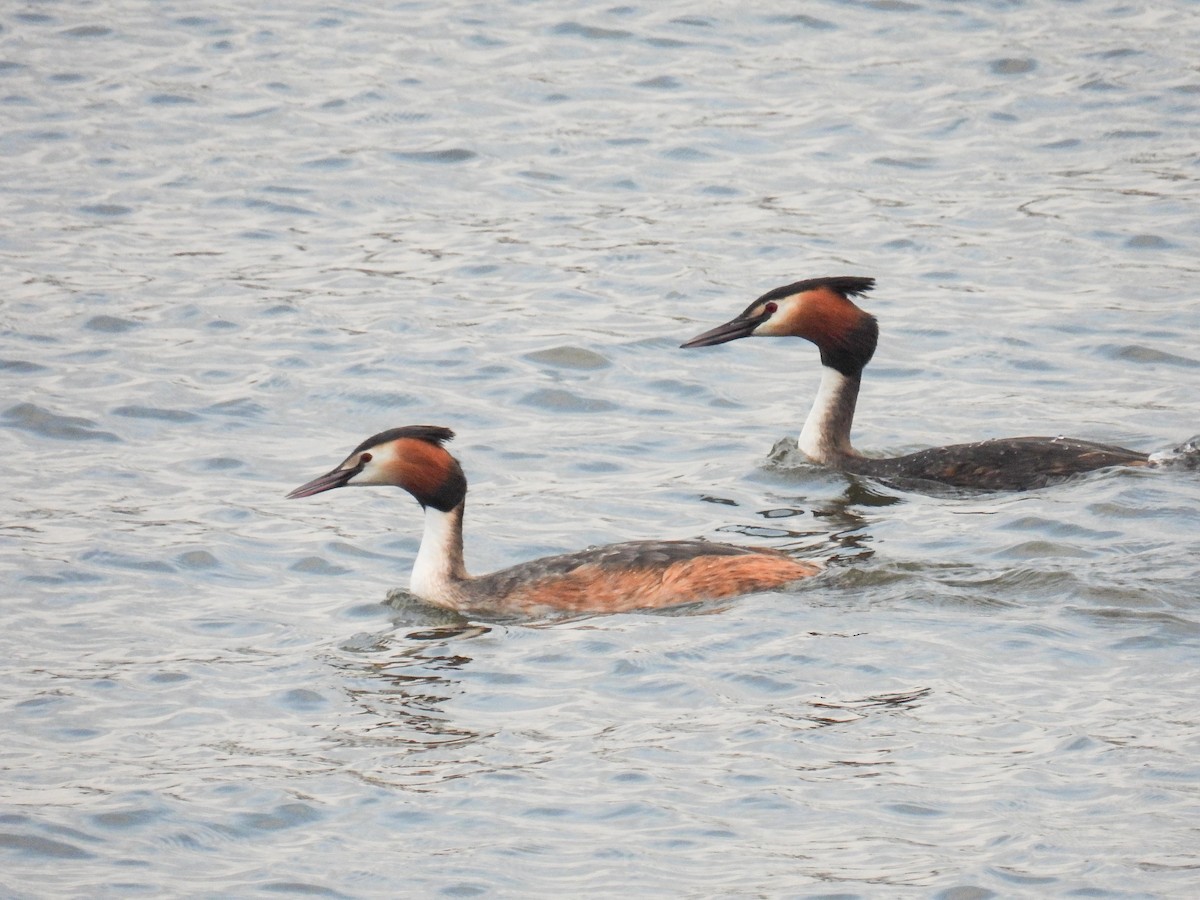 Great Crested Grebe - ML612146887