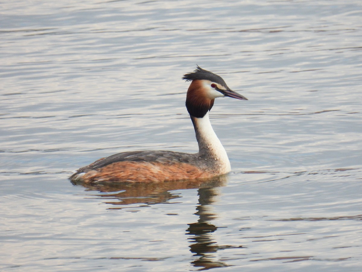 Great Crested Grebe - ML612146888