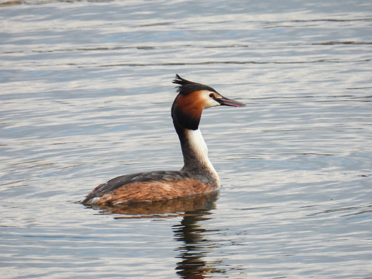 Great Crested Grebe - ML612146889