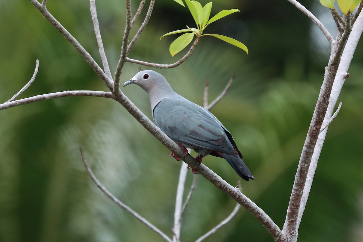 Island Imperial-Pigeon - ML612147143