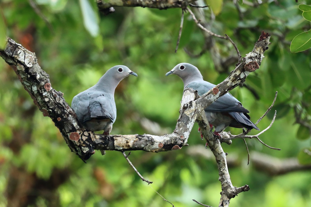 Island Imperial-Pigeon - ML612147144