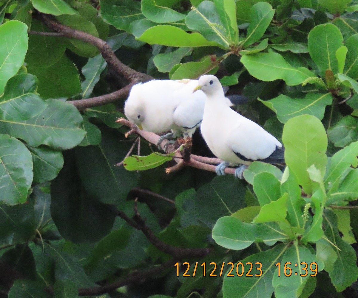 eBird Checklist 12 Dec 2023 Royal Harbour Cairns Esplanade. Birds