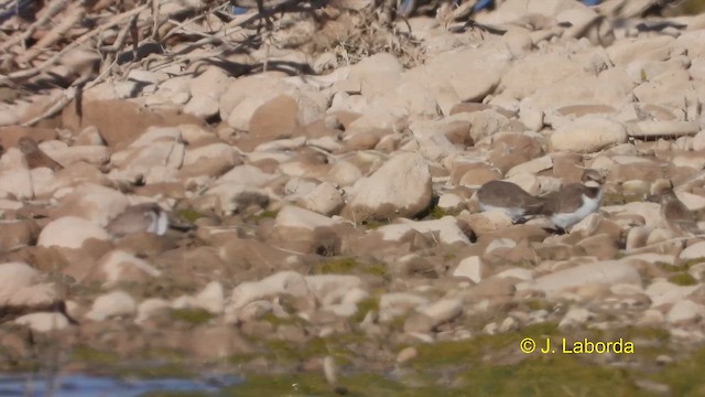 Common Ringed Plover - ML612147579