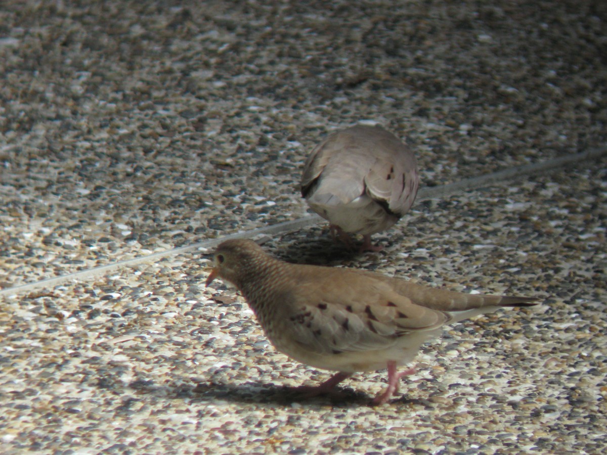 Common Ground Dove - ML612147597