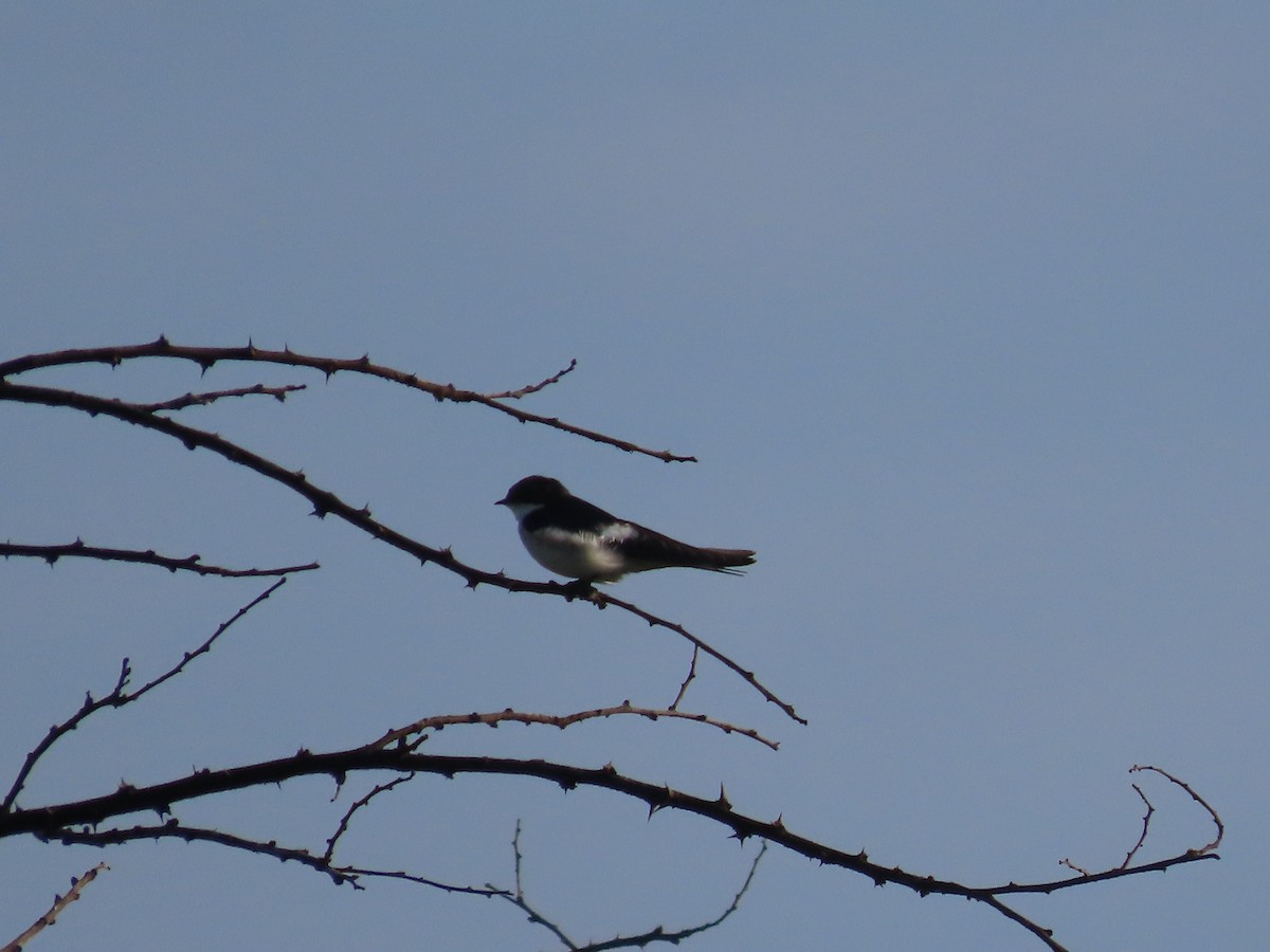 White-tailed Swallow - ML612147964
