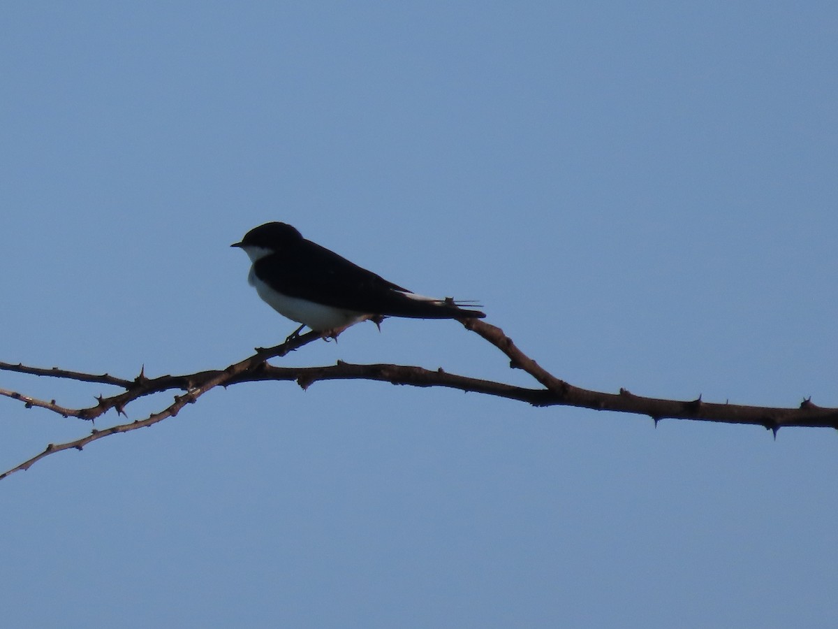 White-tailed Swallow - ML612147980