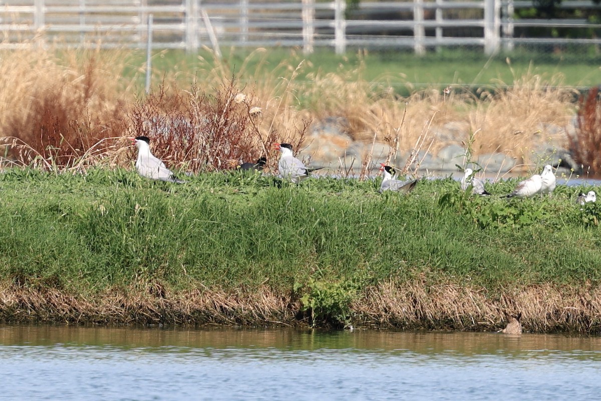 eBird Australia Checklist 12 Dec 2023 Fyshwick Sewage Treatment