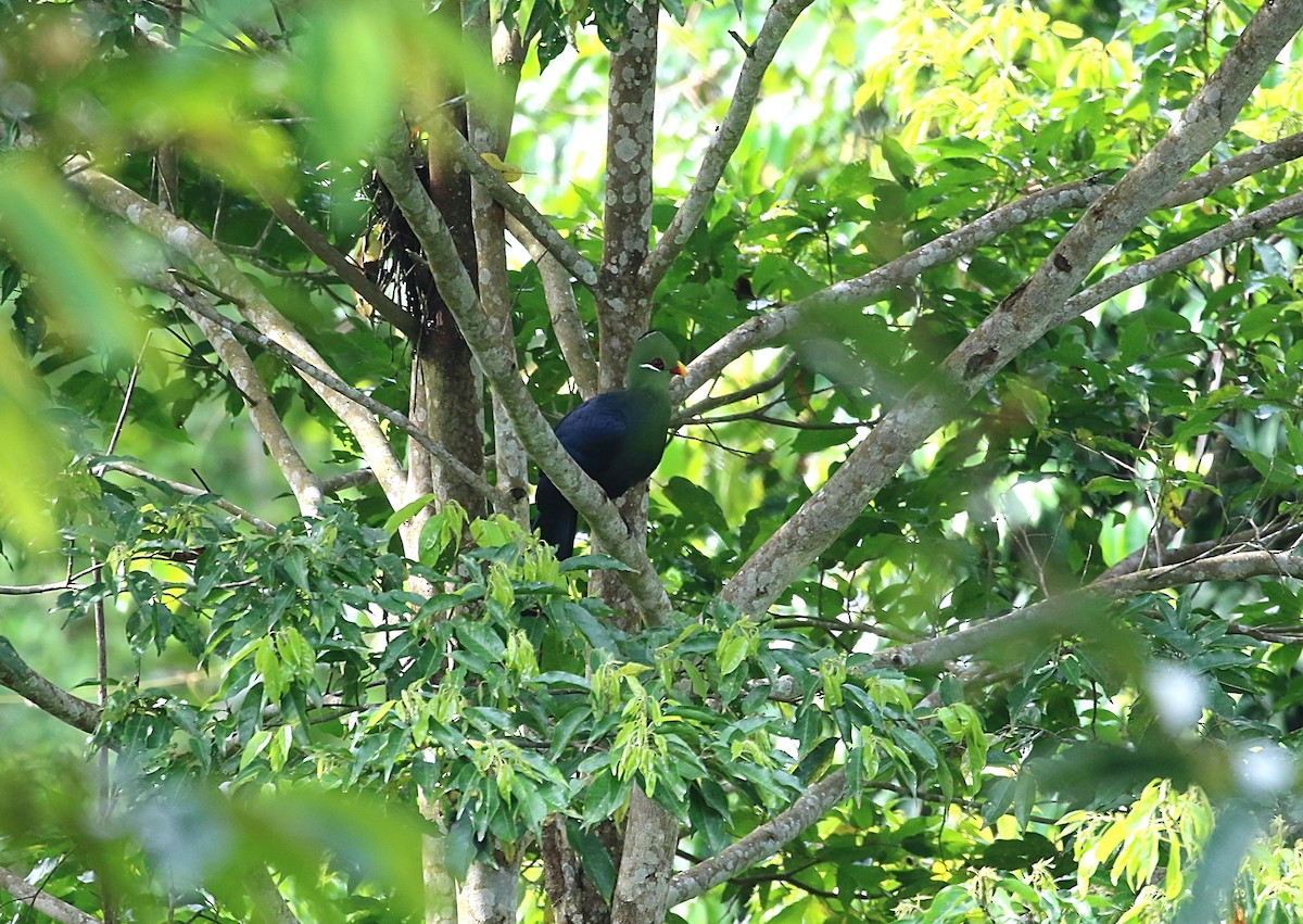 eBird Checklist 25 Nov 2023 Kakum NPCanopy 54 species