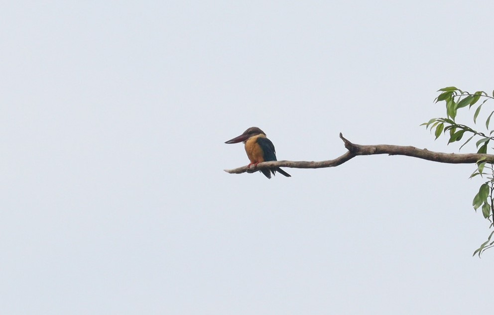 Stork-billed Kingfisher - ML612148761