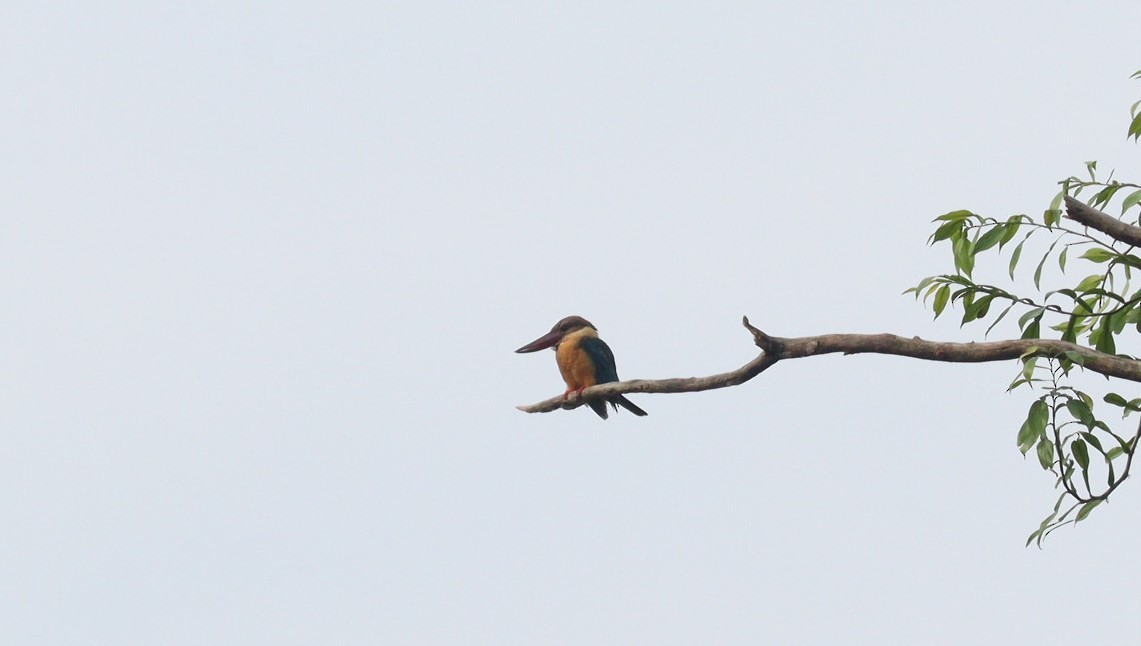 Stork-billed Kingfisher - ML612148762