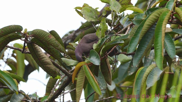 holub krátkozobý - ML612148884