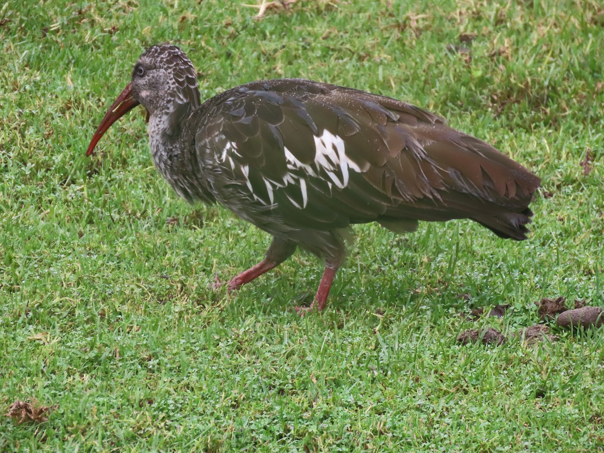 ibis etiopský - ML612149418