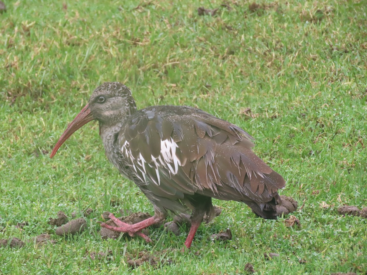 ibis etiopský - ML612149425