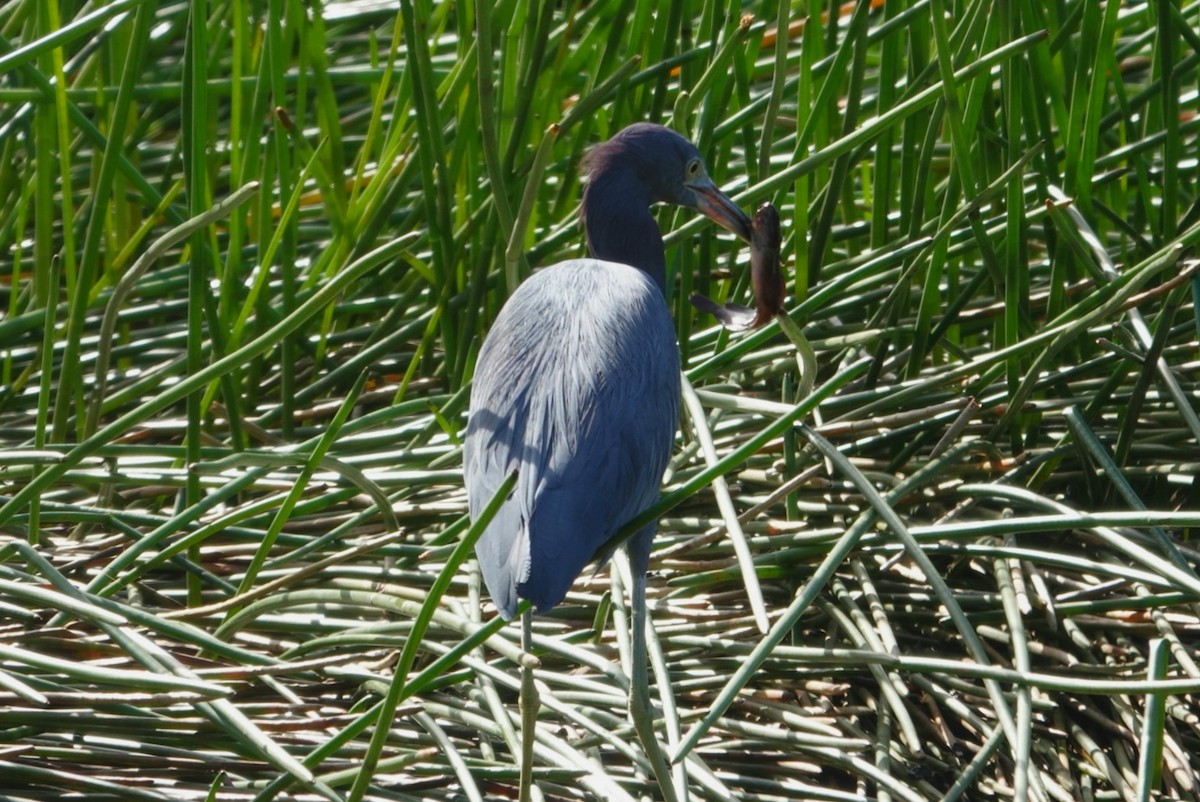 Little Blue Heron - deborah grimes