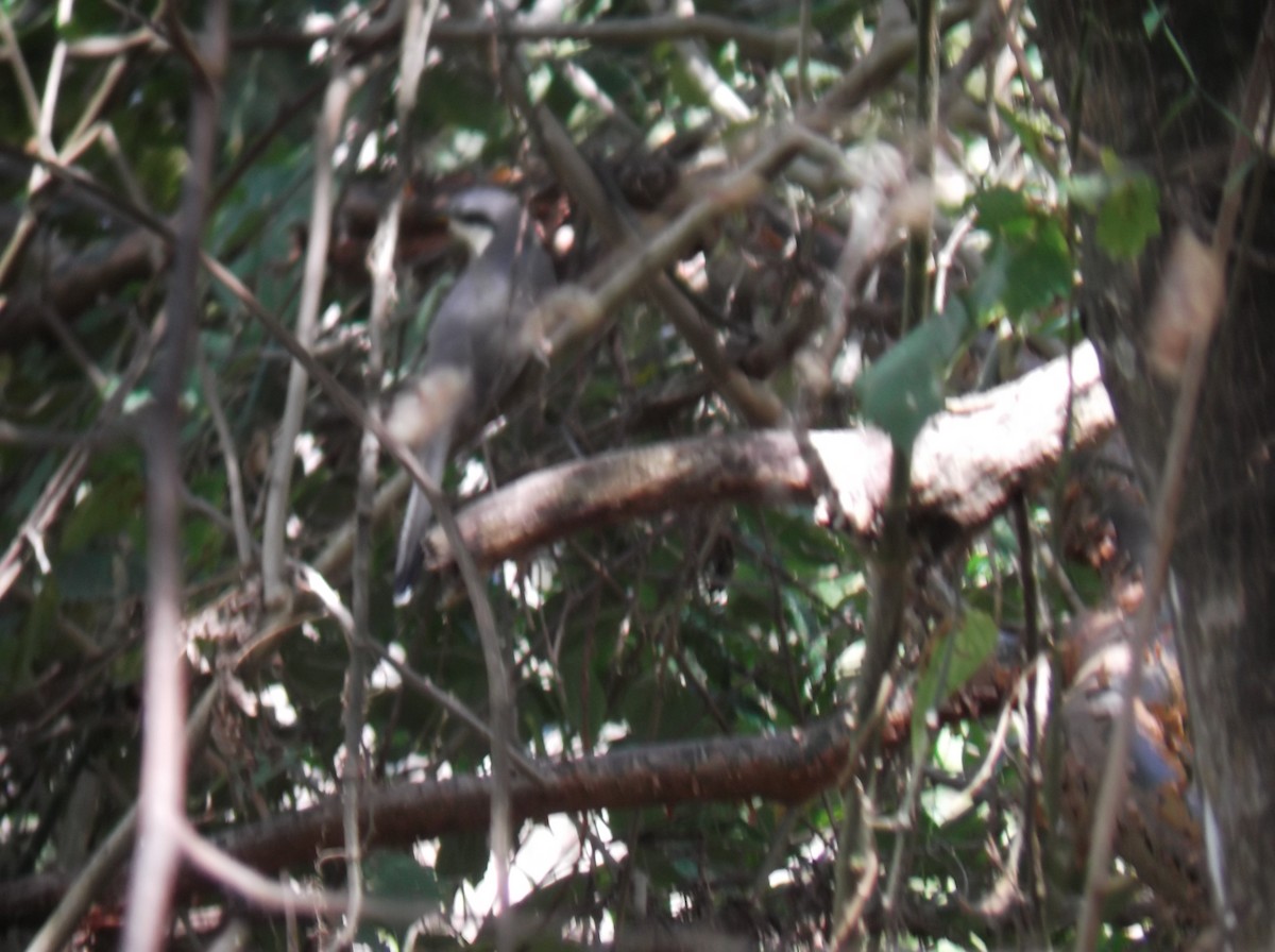 Mangrove Cuckoo - ML612149596