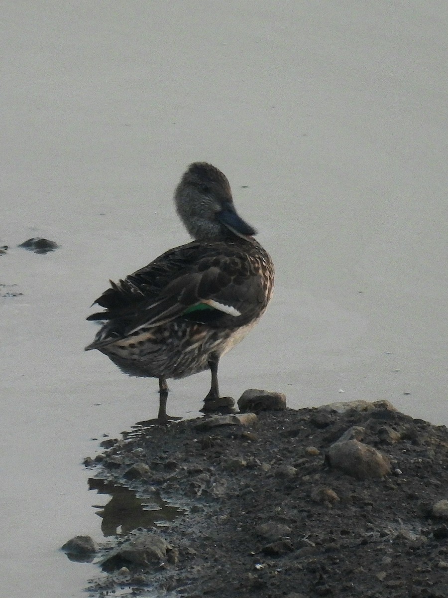 Green-winged Teal - ML612149798