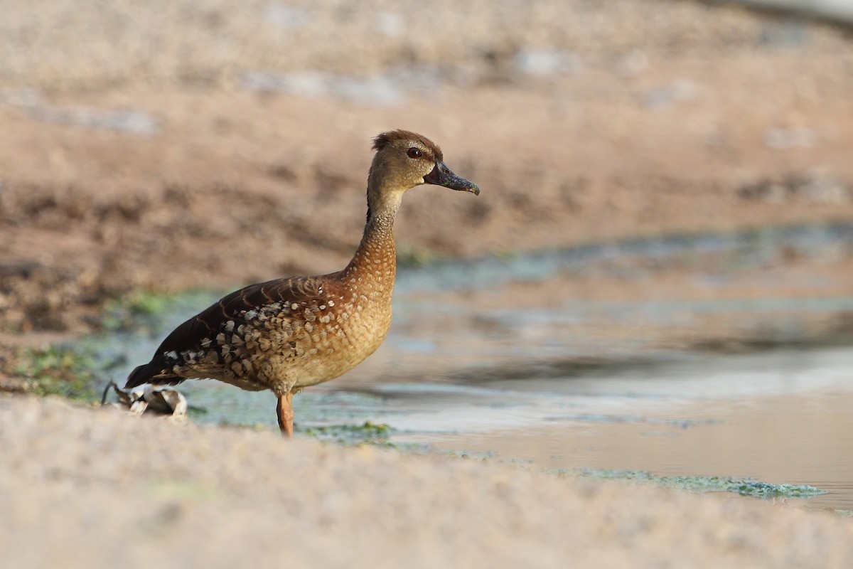 Spotted Whistling-Duck - ML612150026