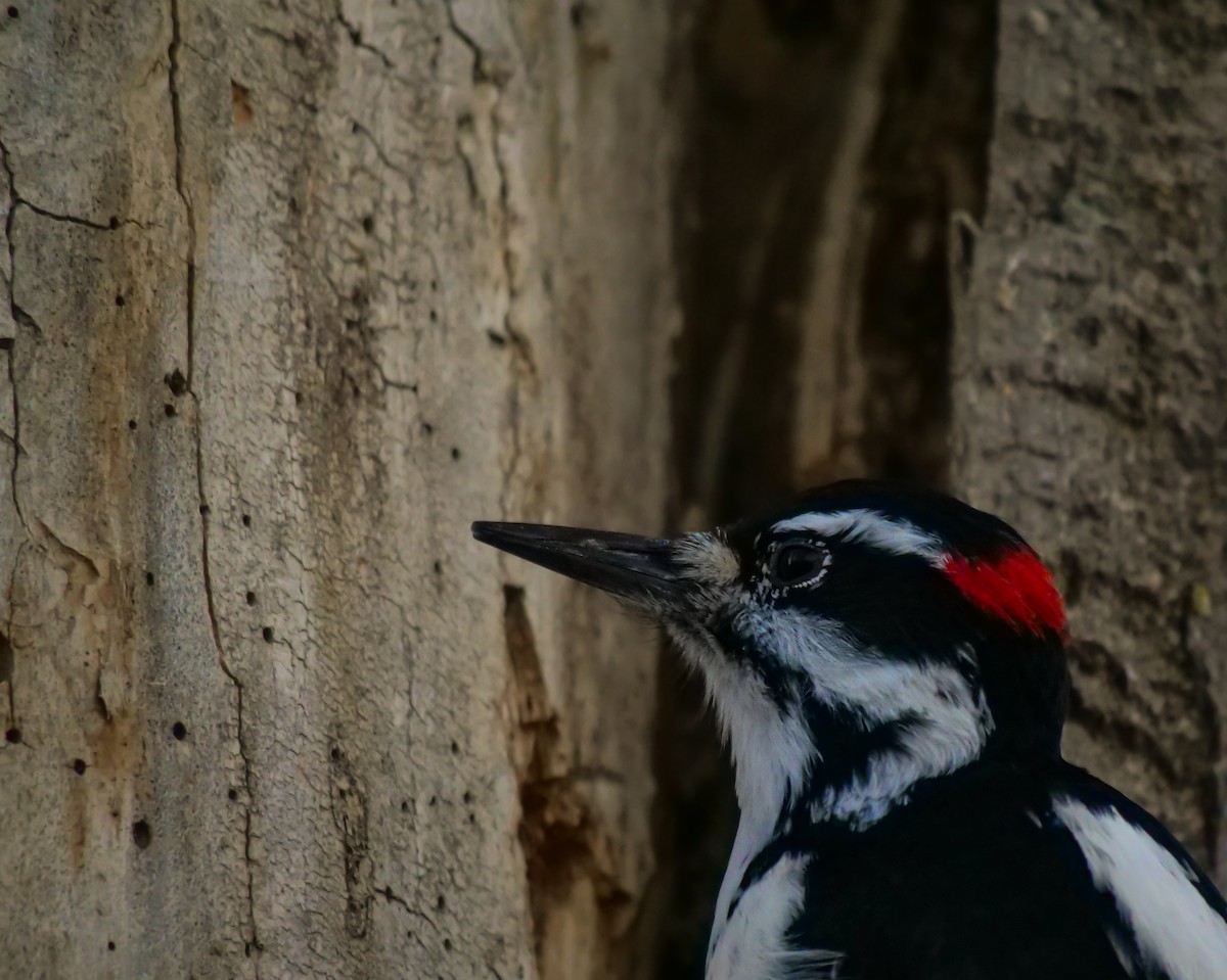 Hairy Woodpecker - ML612150295