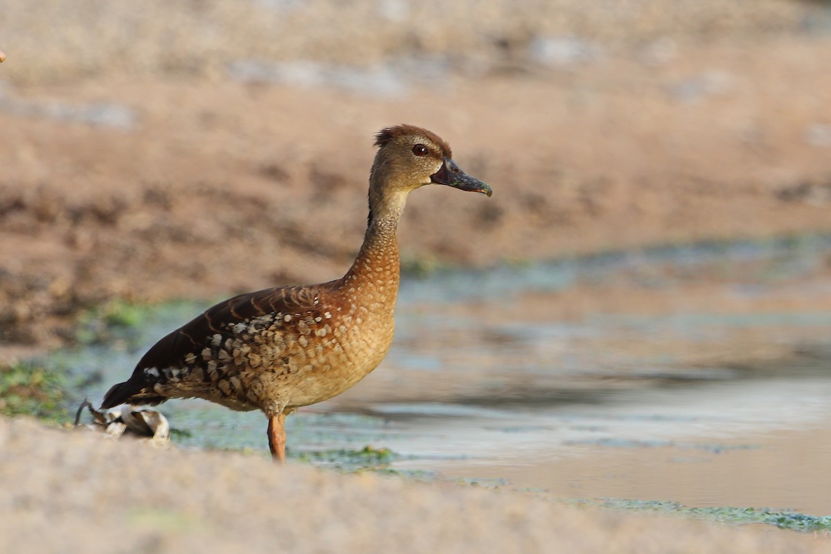 Spotted Whistling-Duck - ML612150534