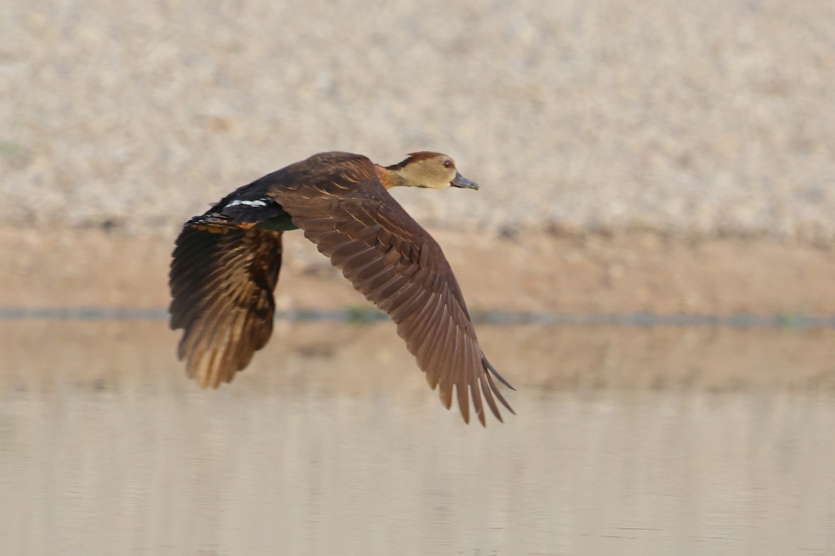 Spotted Whistling-Duck - ML612150680