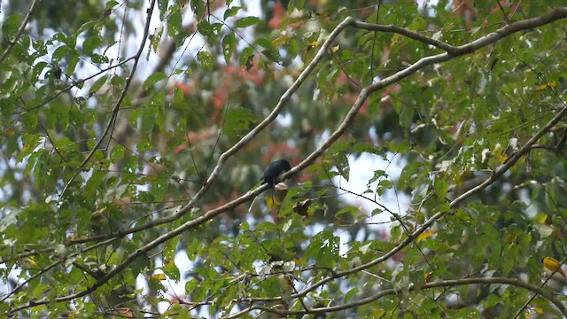 Fork-tailed Drongo-Cuckoo - ML612150717