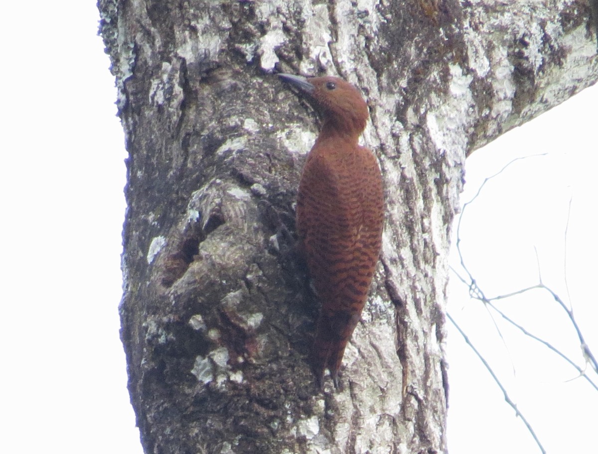 Rufous Woodpecker - ML612150723