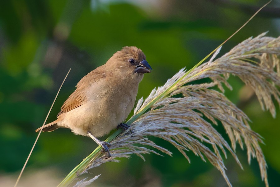 Lonchura sp. - eBird