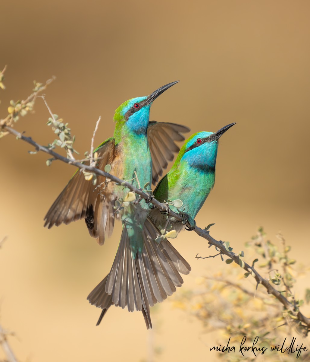 Arabian Green Bee-eater - ML612150781