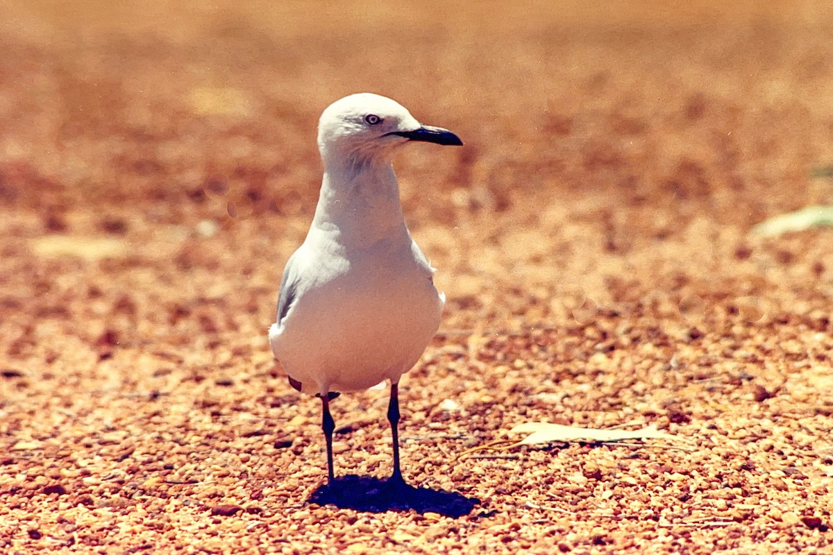 Австралийская чайка (novaehollandiae/forsteri) - ML612151012