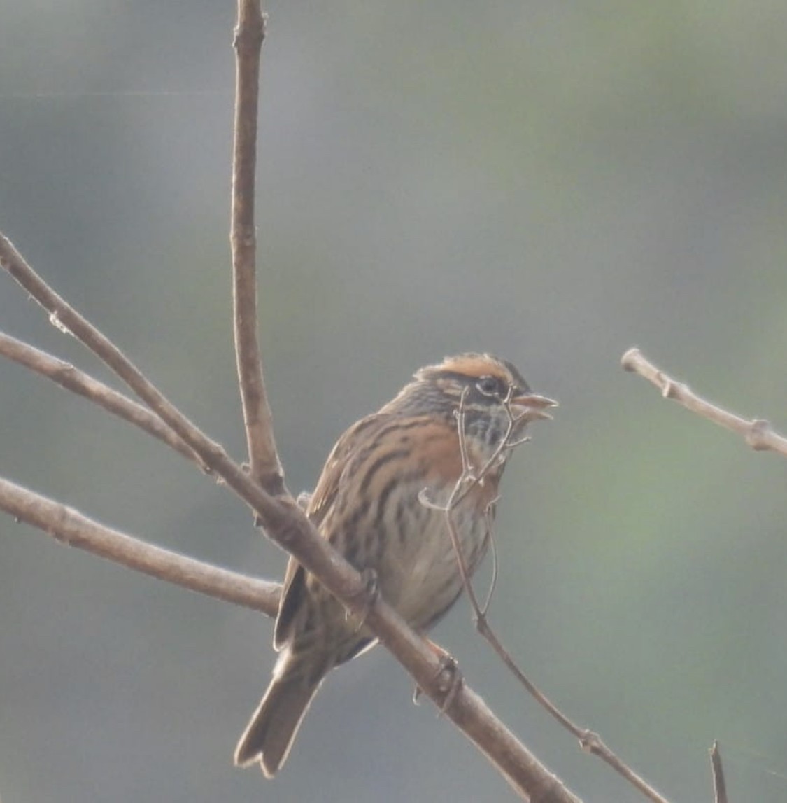 Rufous-breasted Accentor - ML612151160