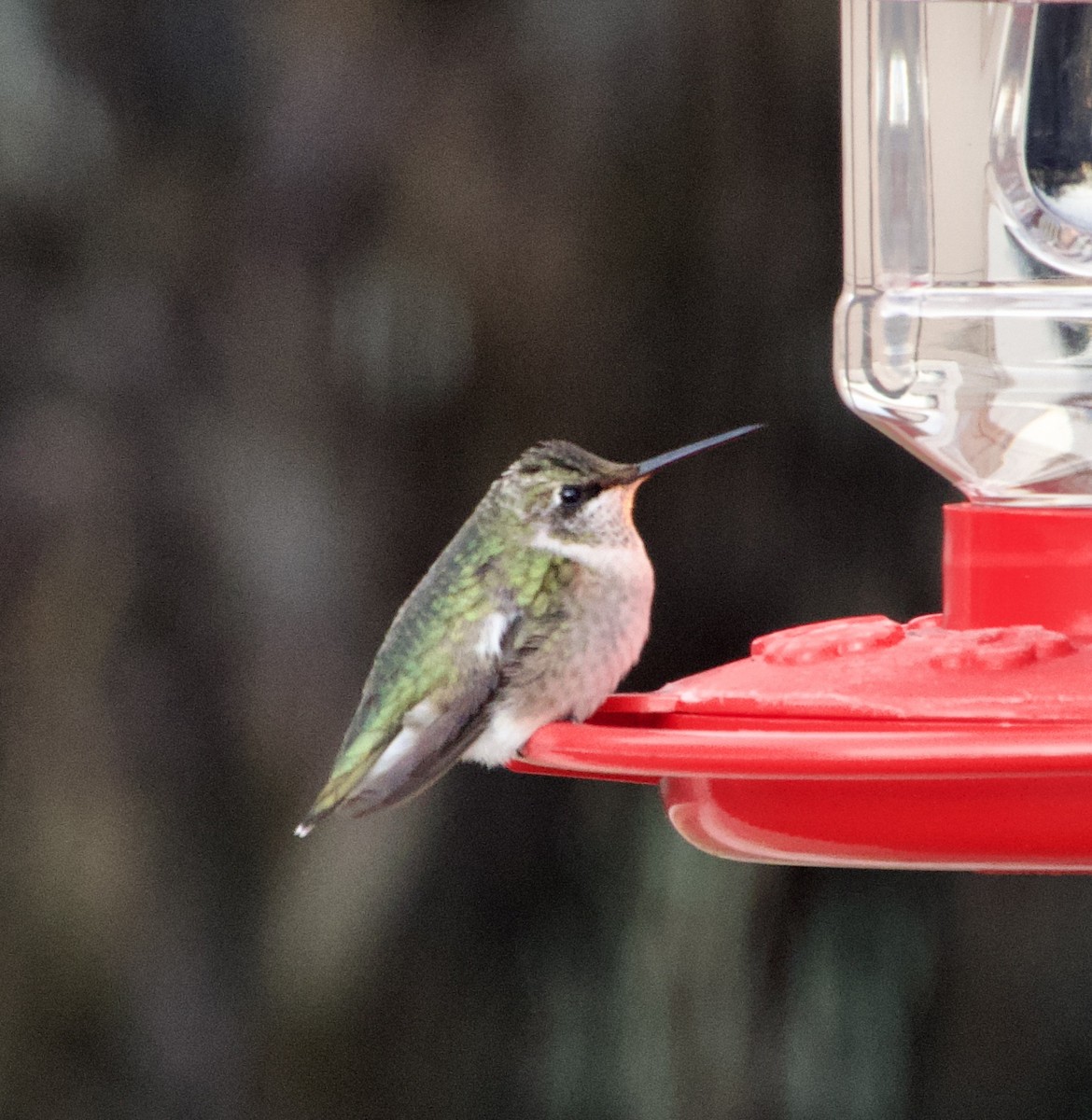 Ebird Checklist Dec River Run Species