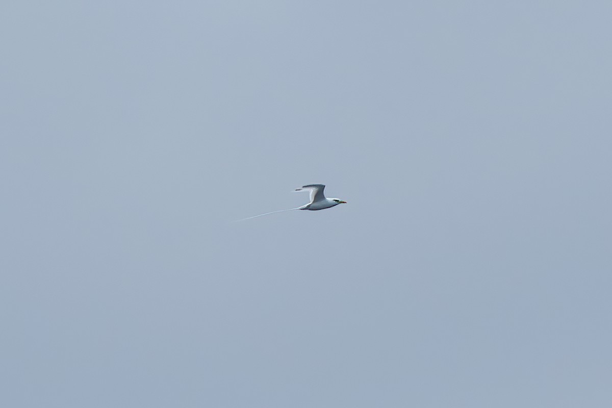 White-tailed Tropicbird - ML612151449