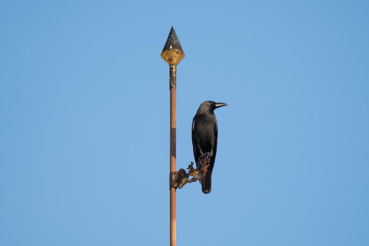 Large-billed Crow - ML612151921