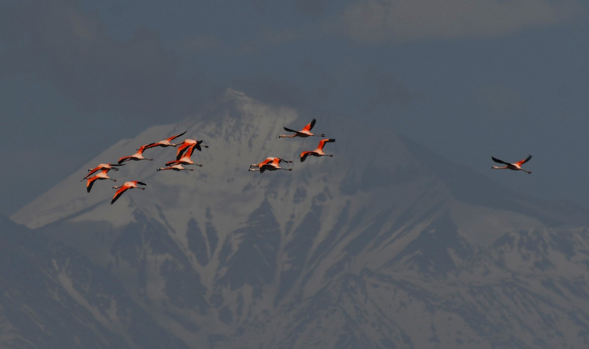 Chilean Flamingo - ML612152029