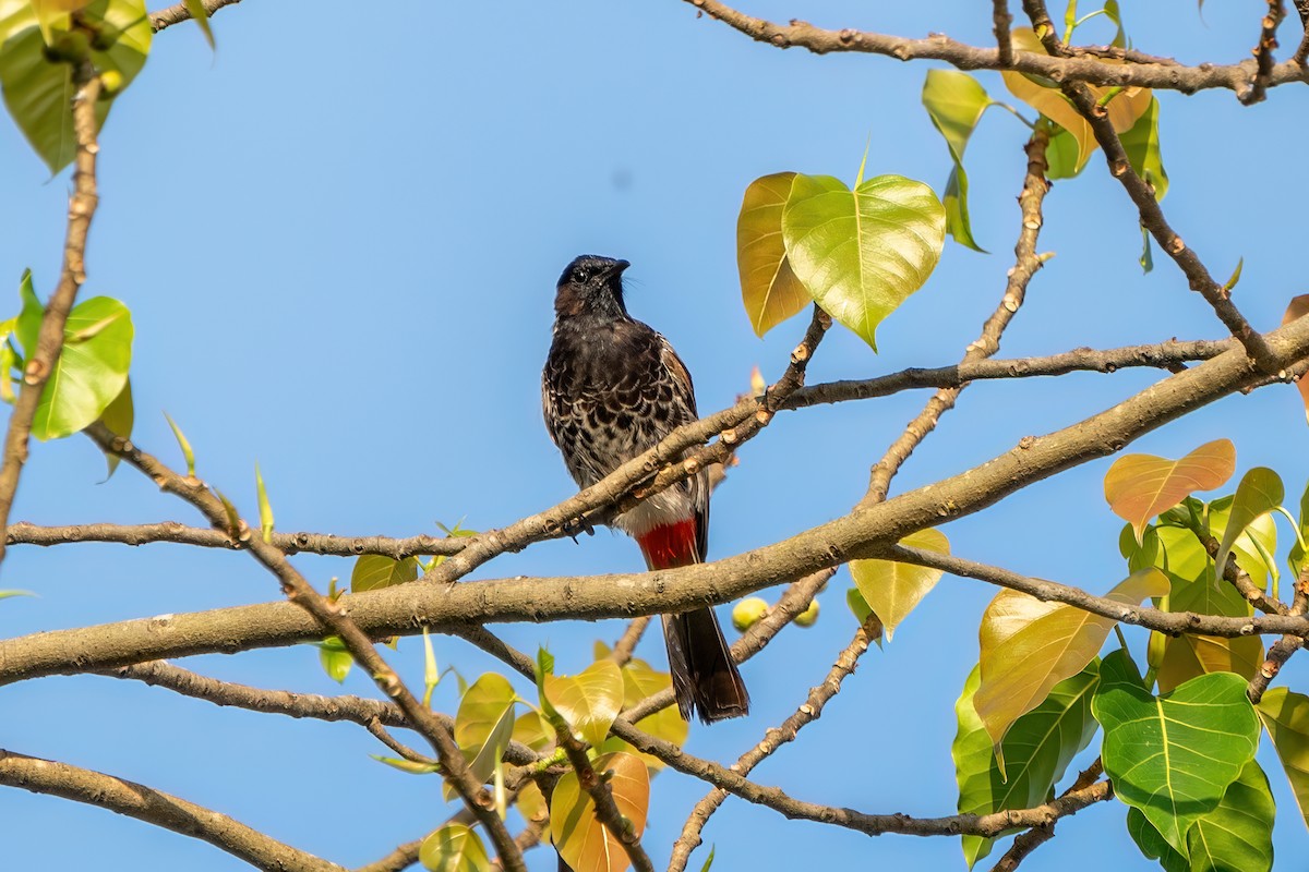 Red-vented Bulbul - ML612152107