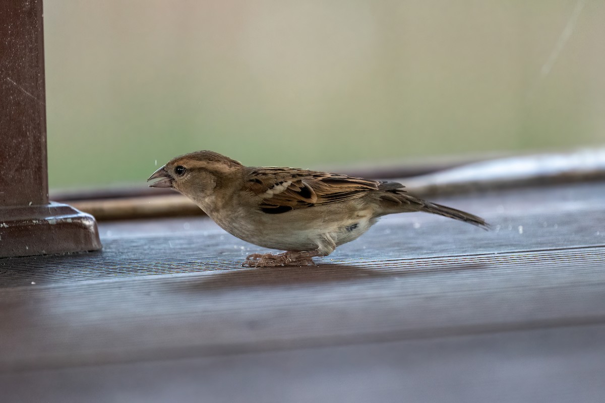 House Sparrow - ML612152112