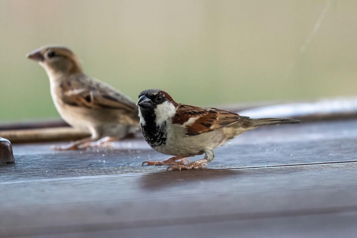 House Sparrow - ML612152113
