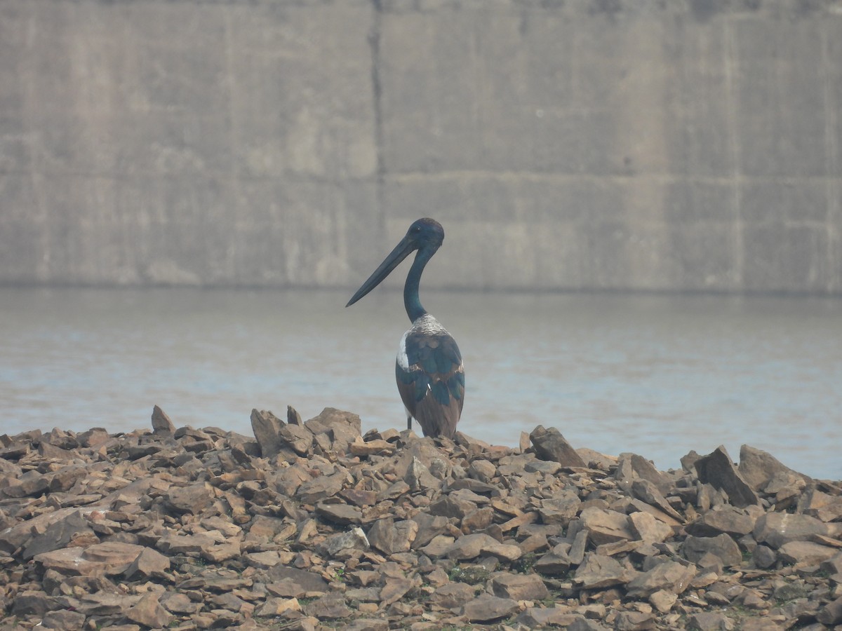 Black-necked Stork - ML612152691