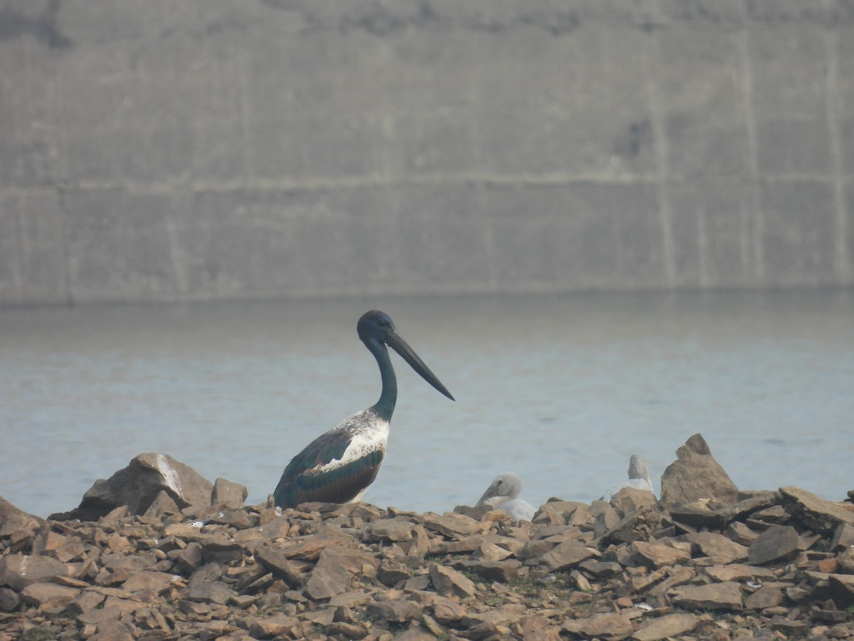 Black-necked Stork - ML612152692