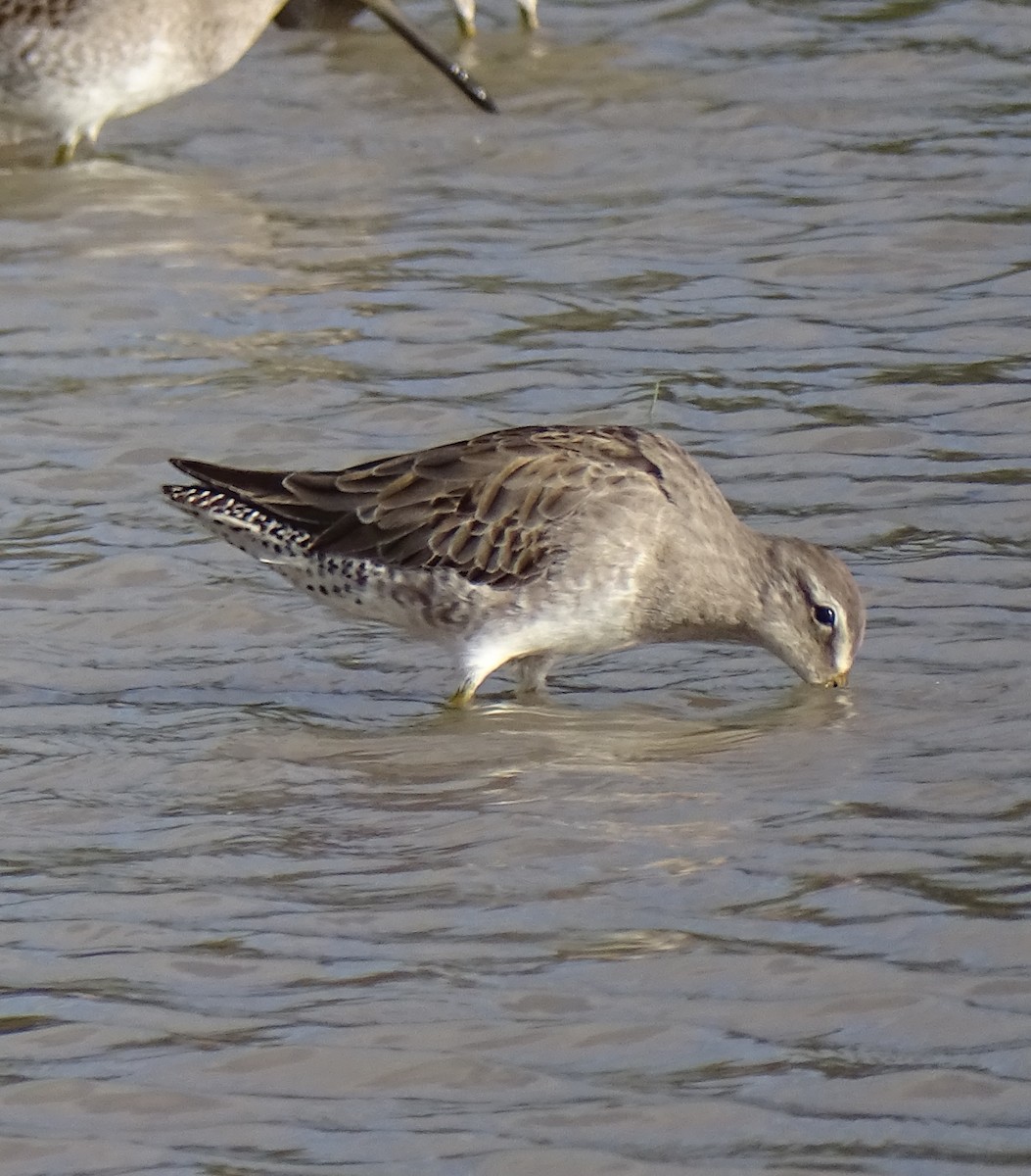 Long-billed Dowitcher - ML612152997