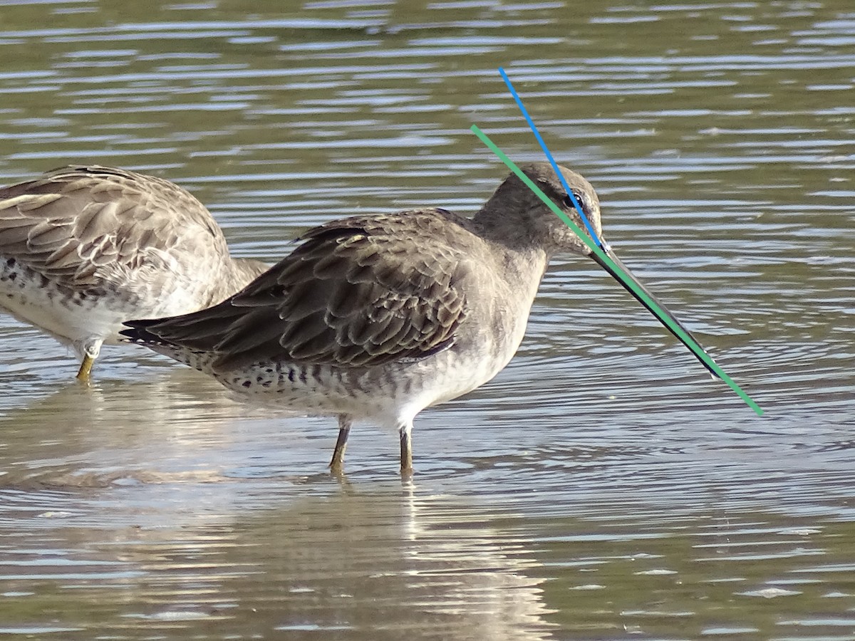 Long-billed Dowitcher - ML612152998