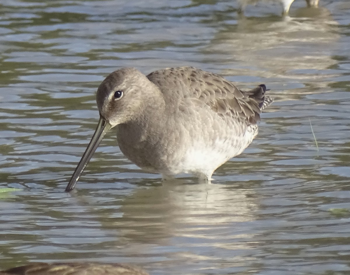 Long-billed Dowitcher - ML612152999